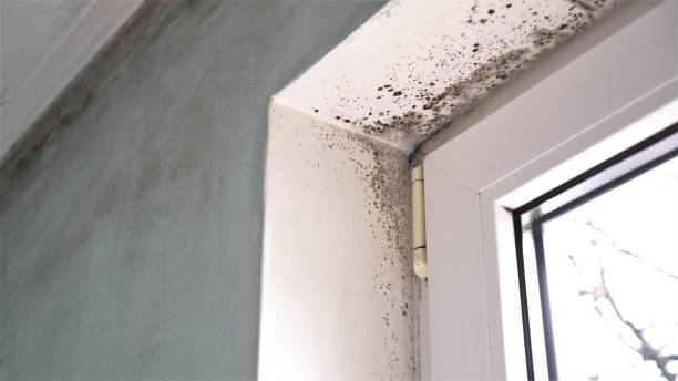 Best Toxic Mold Removal  in Chattahoochee, FL