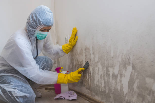 Best Black Mold Removal  in Chattahoochee, FL