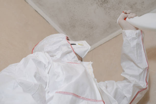 Best Mold Removal Company Near Me  in Chattahoochee, FL
