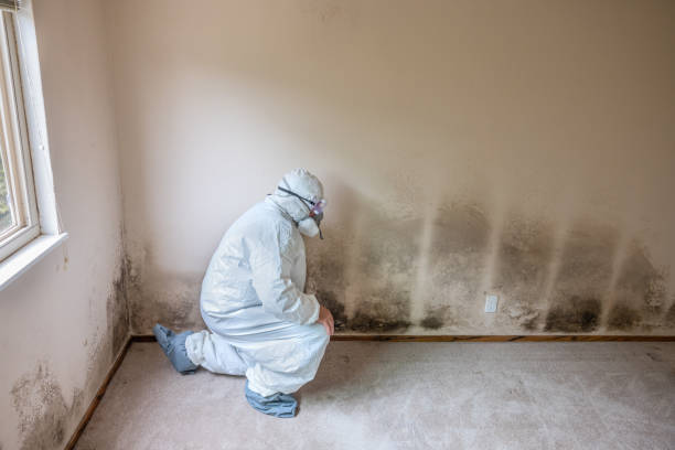Best Toxic Mold Removal  in Chattahoochee, FL