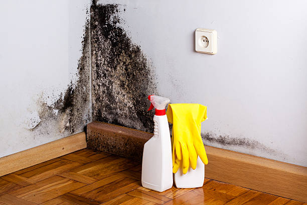 Best Residential Mold Removal  in Chattahoochee, FL